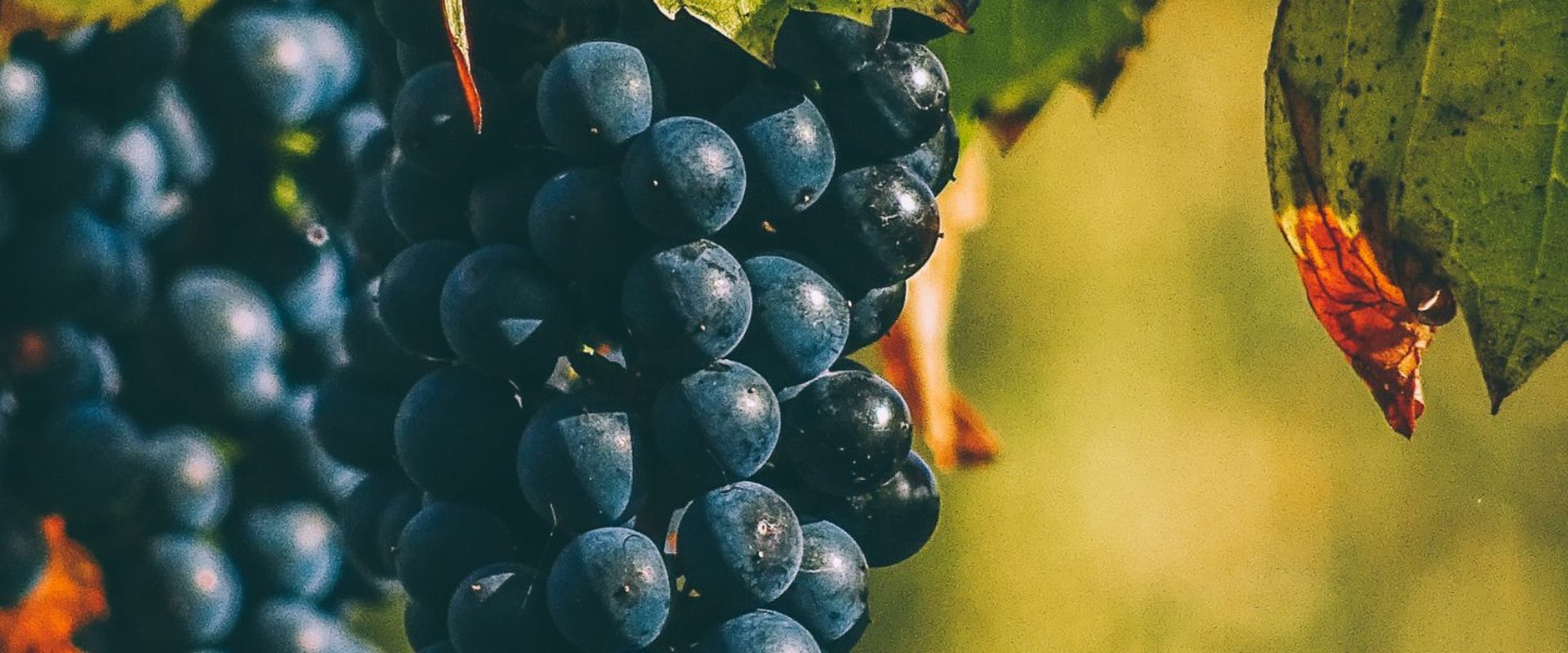 The Most Popular Wine Grapes Around the World