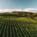 The Top Wine-Producing States in the United States: A Closer Look at the Second and Third Largest Producers