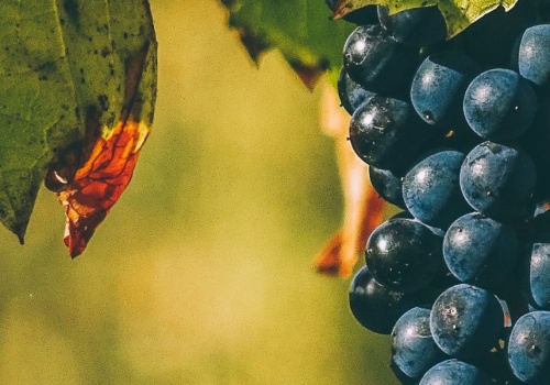 The Most Popular Wine Grapes Around the World